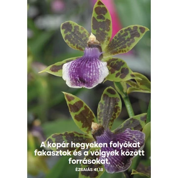 Ismét eljövök – képeslap csomag (10 db)