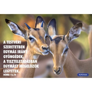 A testvéri szeretetben – képeslap csomag (10 db)