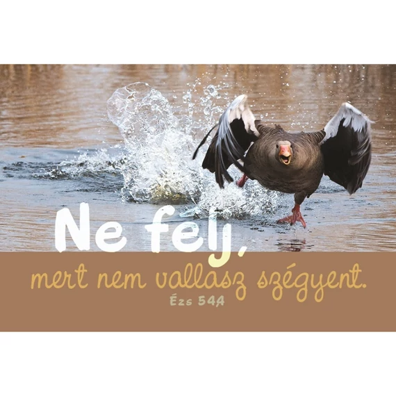 Ne félj, mert nem vallasz szégyent – Minikártya csomag (T80)