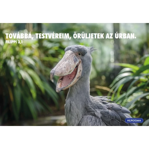 Továbbá, testvéreim – képeslap csomag (10 db)