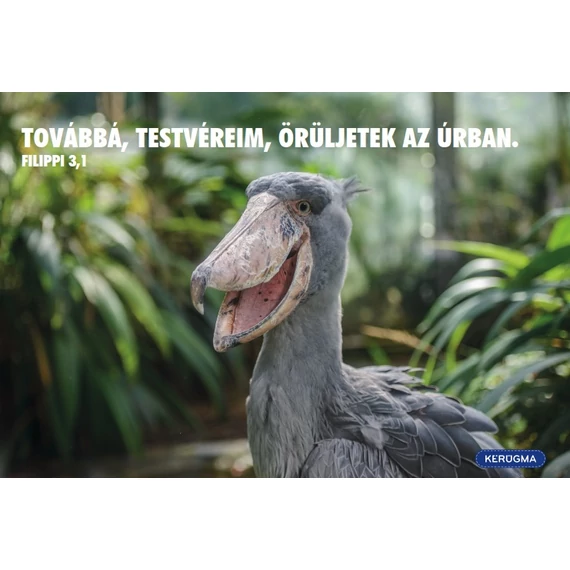 Továbbá, testvéreim – képeslap csomag (10 db)
