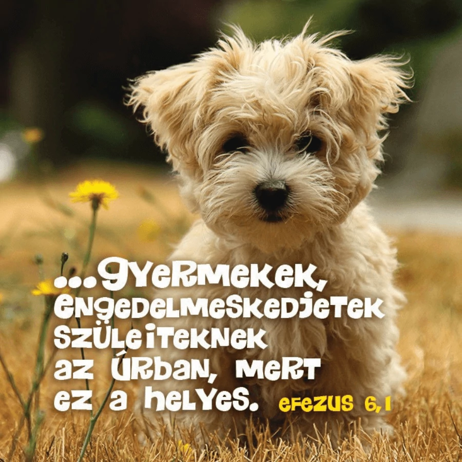 ...gyermekek, engedelmeskedjetek szüleiteknek... – Hűtőmágnes