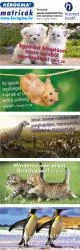 Matrica (1505) – Kutya-cica – Egymást kitartóan, tiszta szívből szeressétek!