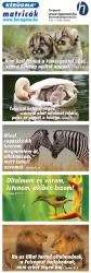 Matrica (1516) – Bébi gepárd – Nem kell félned a rémségektől...