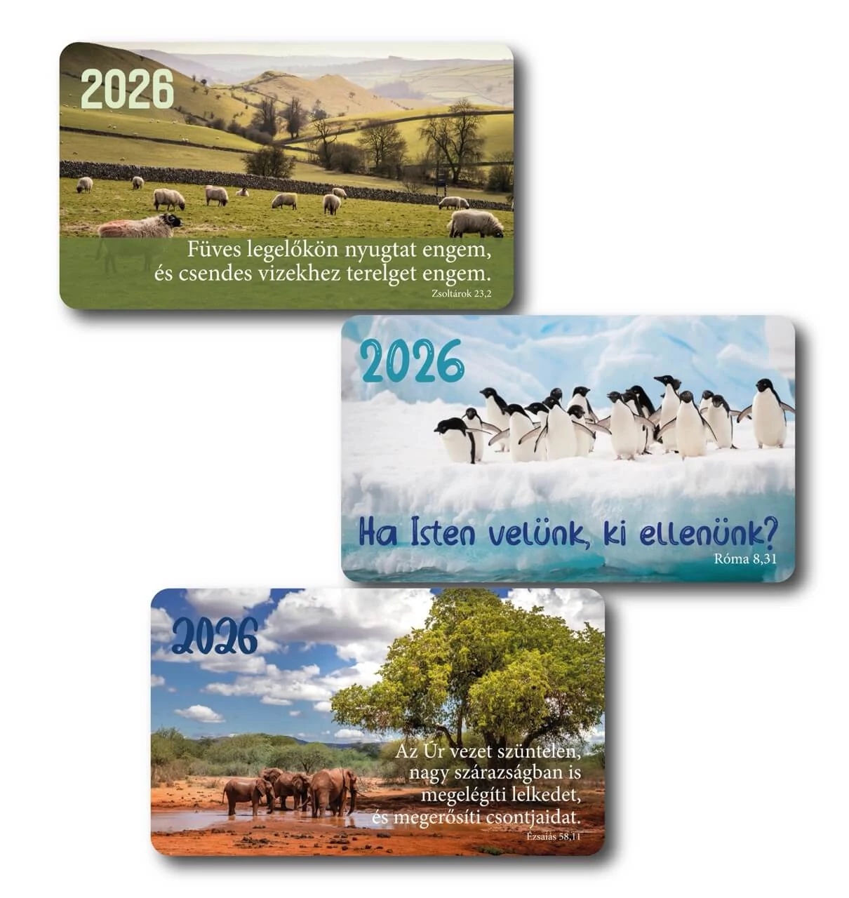 2026 Kártyanaptár csomag (3x10 db) – elefánt, pingvin, bárány